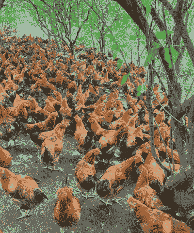 海南农村土鸡养殖方法