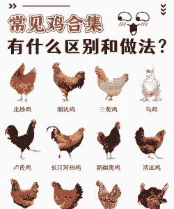 在哪可以学养殖土鸡