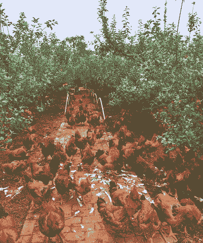 土鸡养殖多久最适宜