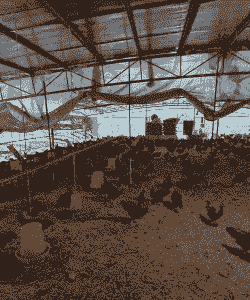 养殖大棚土鸡的前景