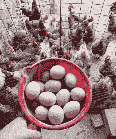 土鸡蛋养殖赚钱吗