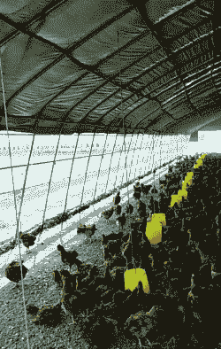 土鸡养殖大棚哪家好用