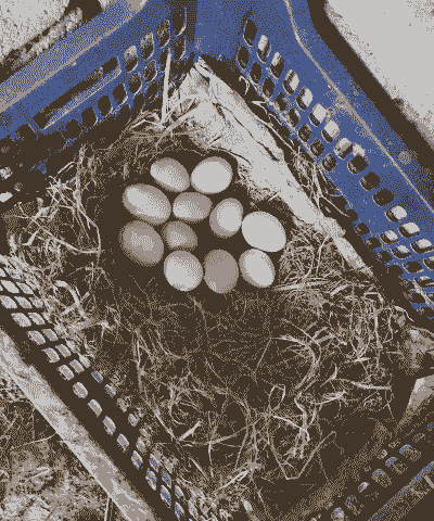 纯土鸡蛋养殖方法