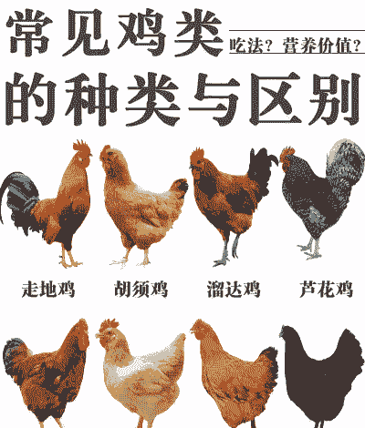 生态养殖正宗土鸡品种