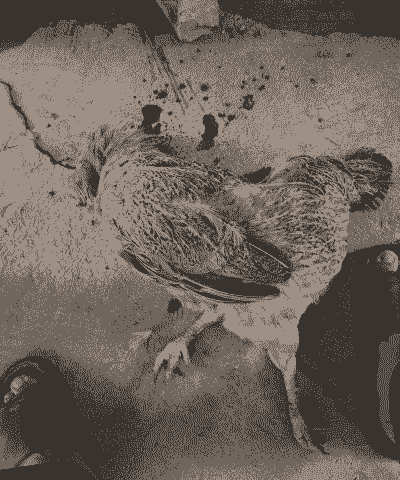 土鸡林下养殖失败案例