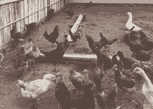 土鸡养殖冬天怎么养