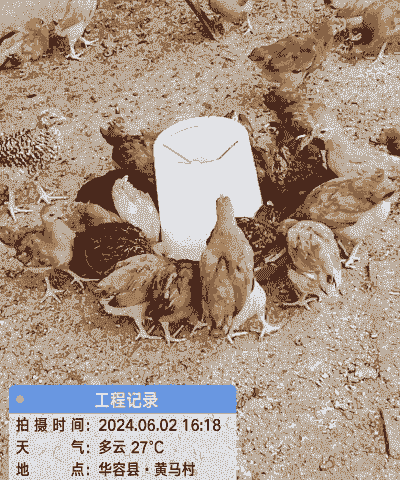 土鸡养殖要多少天