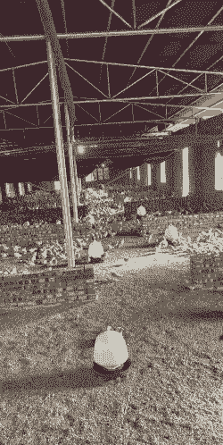 如何建造土鸡养殖基地