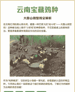 土鸡养殖基地项目简介