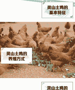 土鸡养殖企业简介