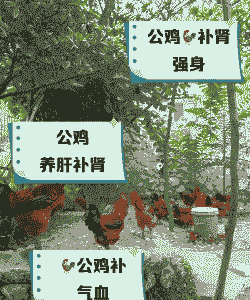 林下养殖土鸡的好处