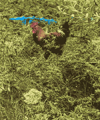 昭通哪里养殖土鸡好