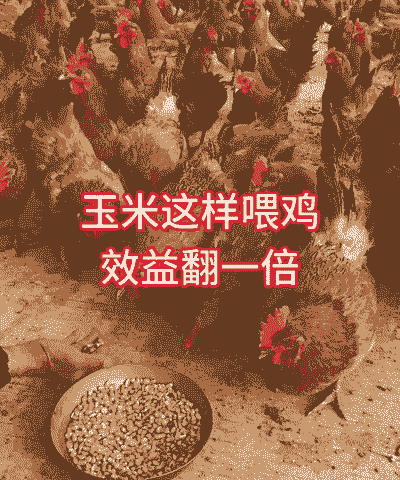 玉米土鸡的养殖方法