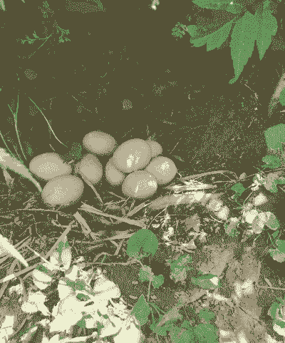 养殖土鸡蛋的方法