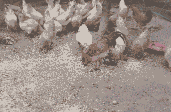 湖南境内养殖土鸡品种