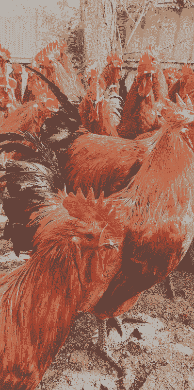 养殖土鸡多久可以卖