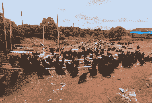 养殖黑土鸡前景如何