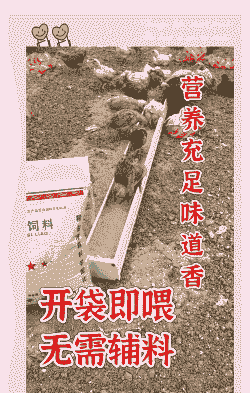 土鸡养殖用什么配料