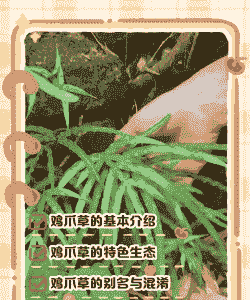 土鸡草的养殖方法