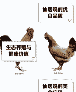 土鸡养殖副业包括什么