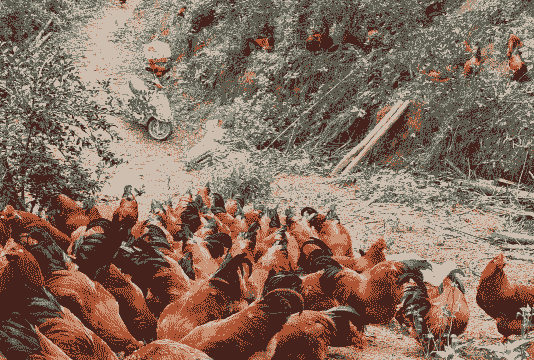 秋季节如何养殖土鸡