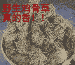 土鸡养殖用什么草药