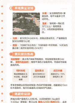 优质土鸡苗养殖技巧