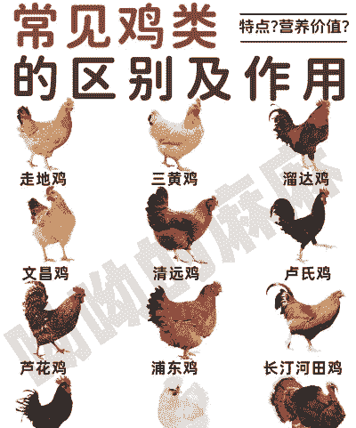 养殖土鸡的技术要求