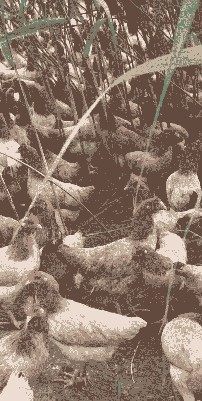 金华正宗土鸡养殖方法