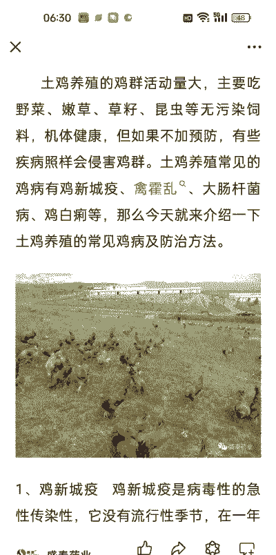 土鸡养殖出现的疾病