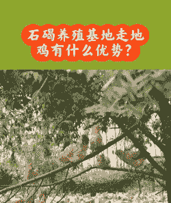 土鸡养殖最好时机