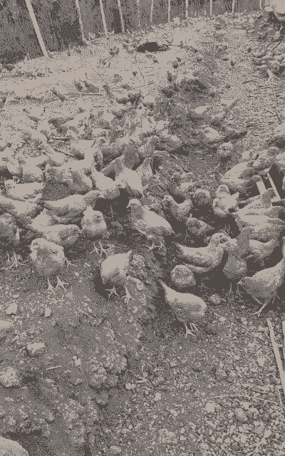 江苏土鸡怎么养殖好卖