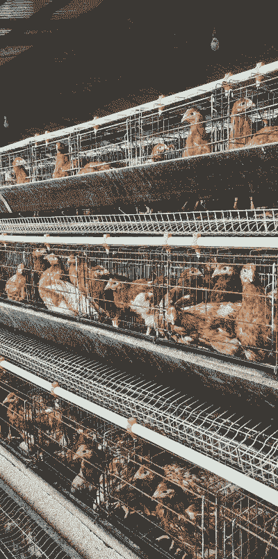 青年土鸡的养殖方法