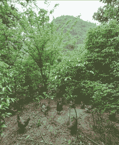 深山生态土鸡养殖方法