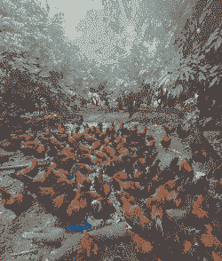 土鸡养殖多久最好吃