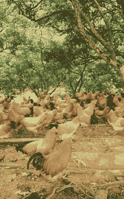 广东养殖土鸡哪里好做