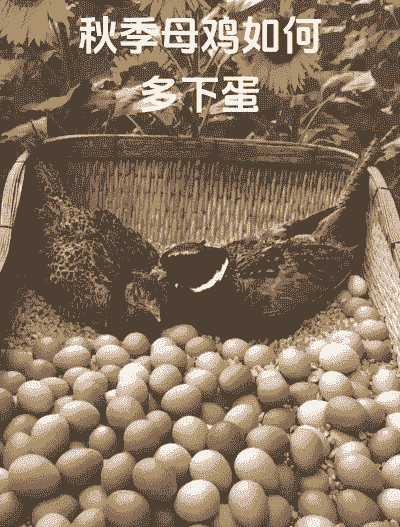 土鸡怎么养殖才能下蛋