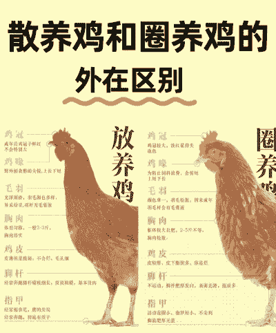 土鸡养殖多久才好吃