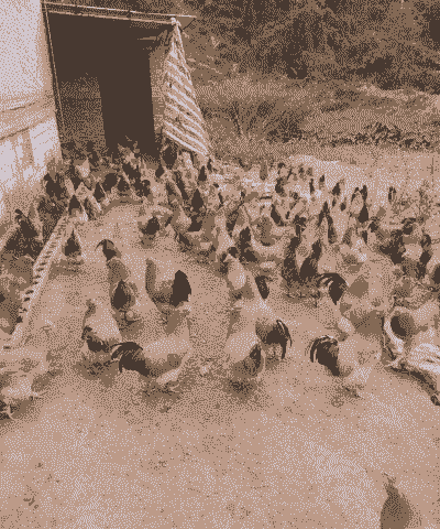 土鸡养殖会亏本吗