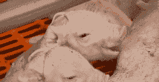 母猪产后体温偏低咋办