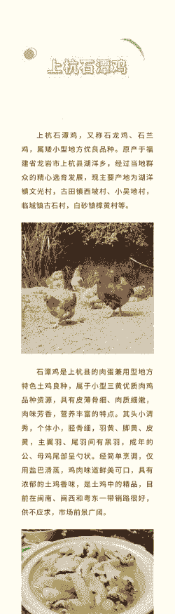 养殖土鸡项目内容介绍