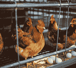 土鸡养殖产蛋多