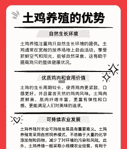土鸡养殖的优势劣势