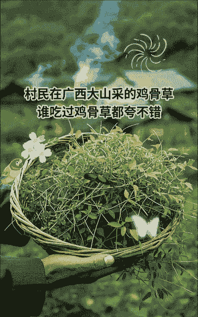 土鸡养殖有哪些草药