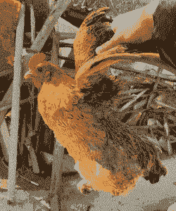 养殖名贵土鸡有哪些