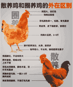 怎样选择养殖的土鸡