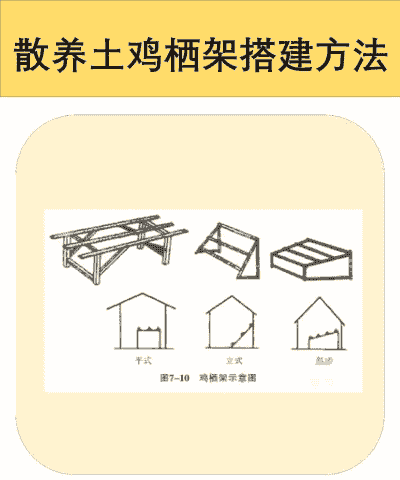 土鸡养殖怎么建鸡舍
