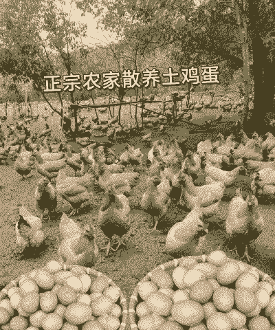 土鸡蛋养殖怎么养