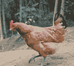 土鸡散鸡养殖方法