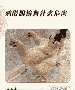 土鸡养殖有什么风险